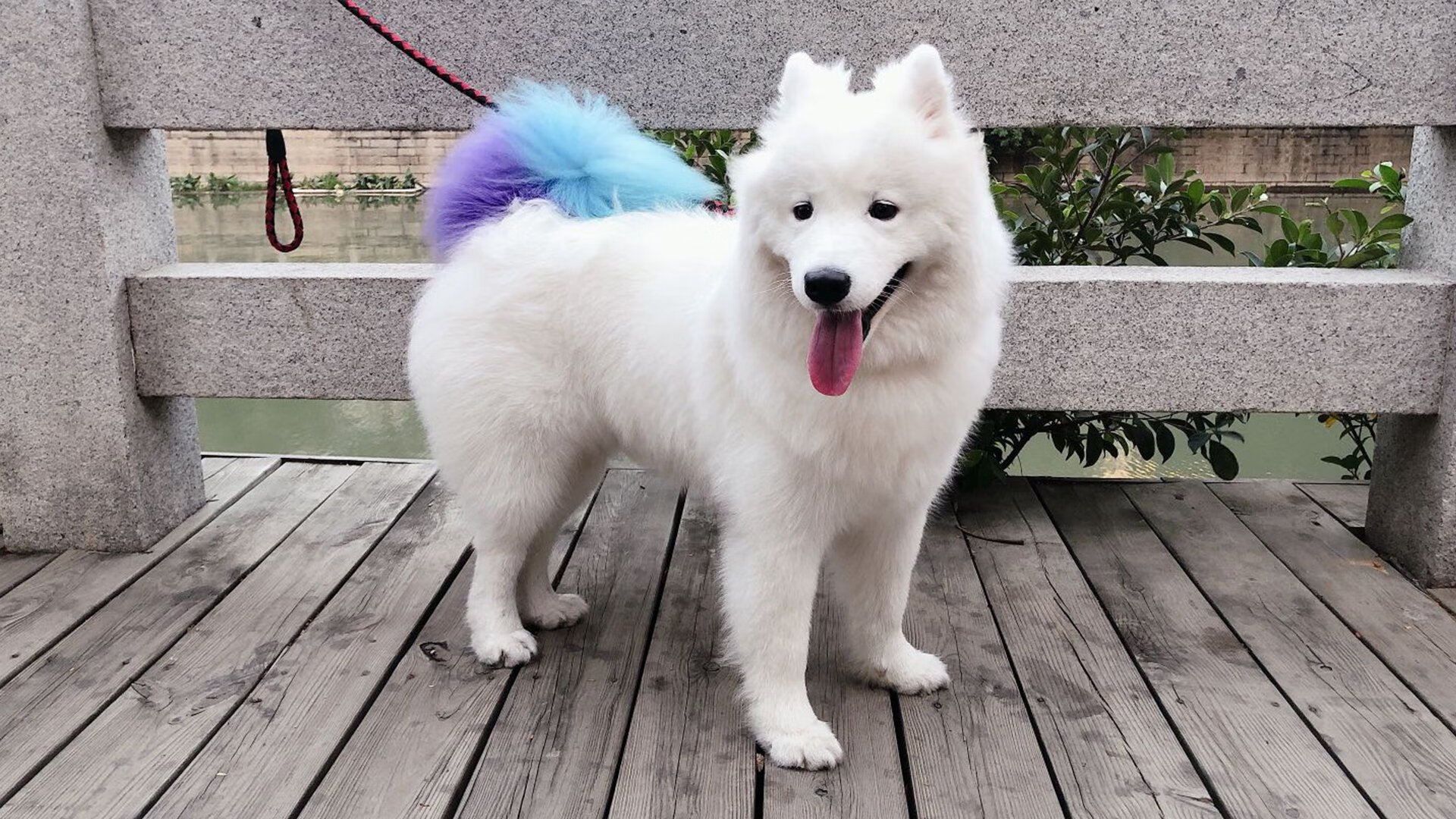 开云中国-“中超大牌外援亮相，激活联赛活力”，效力过中超的大牌外援