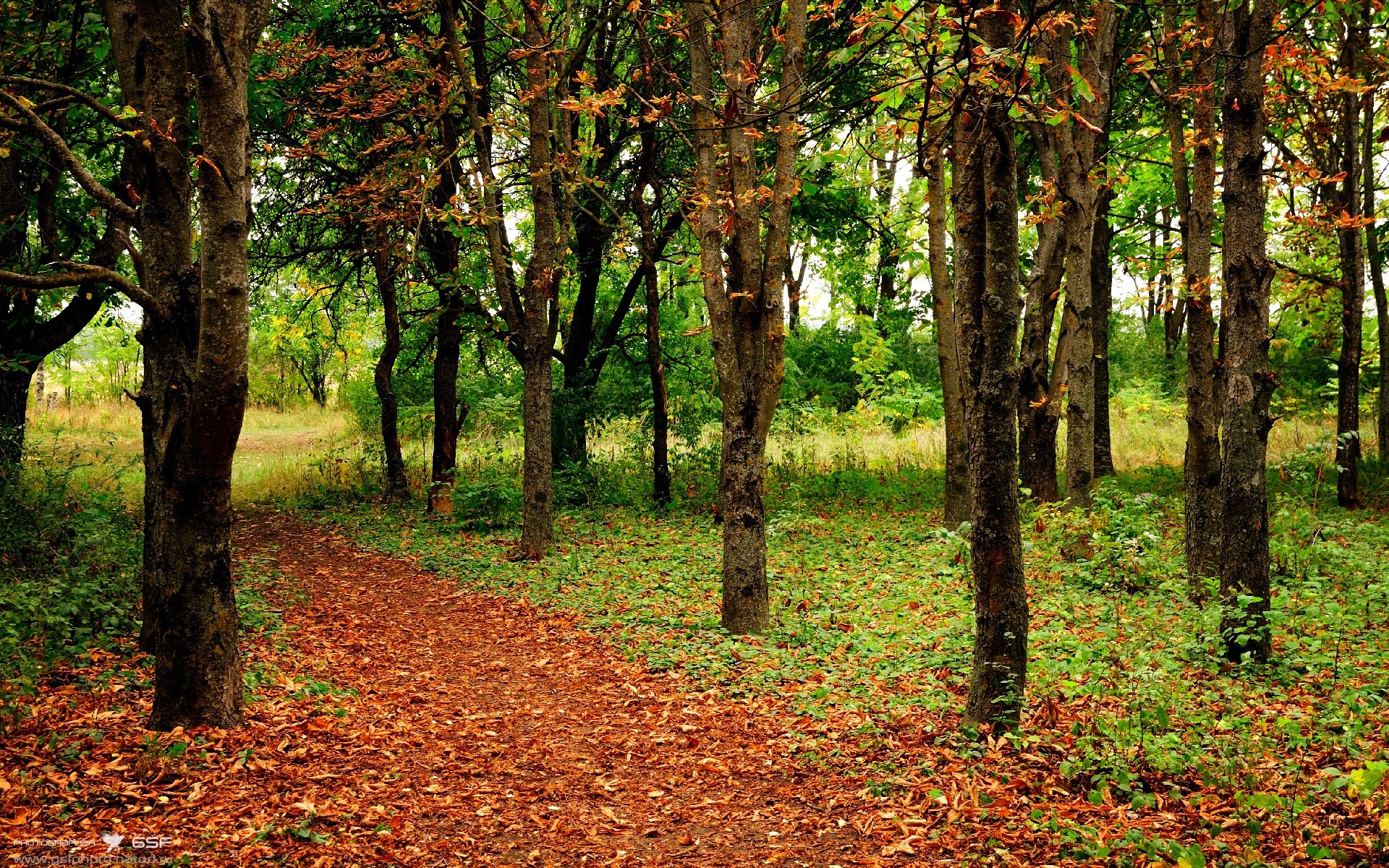 “中超大牌外援亮相，激活联赛活力”，效力过中超的大牌外援