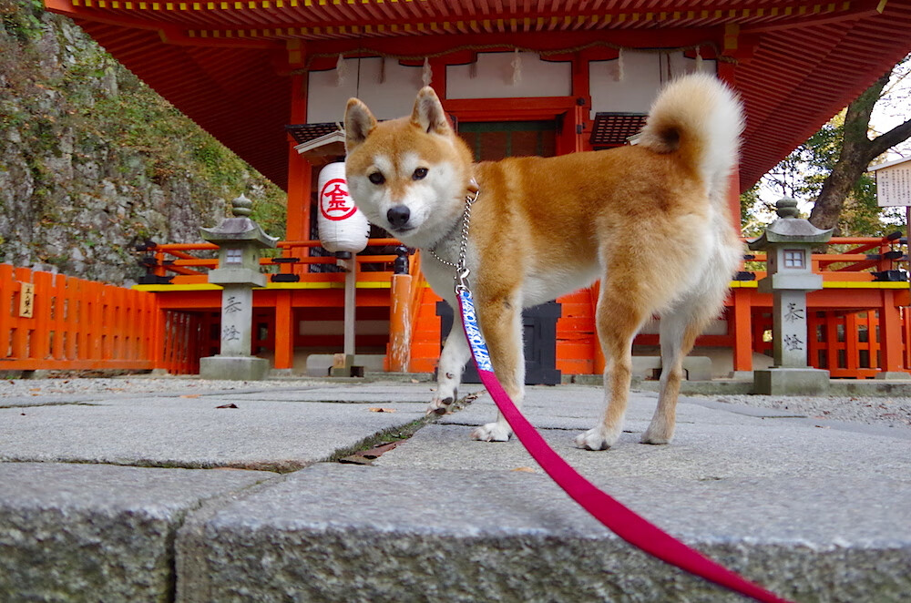 _魔术在主场爆发,逆转取胜_,魔术出场动作