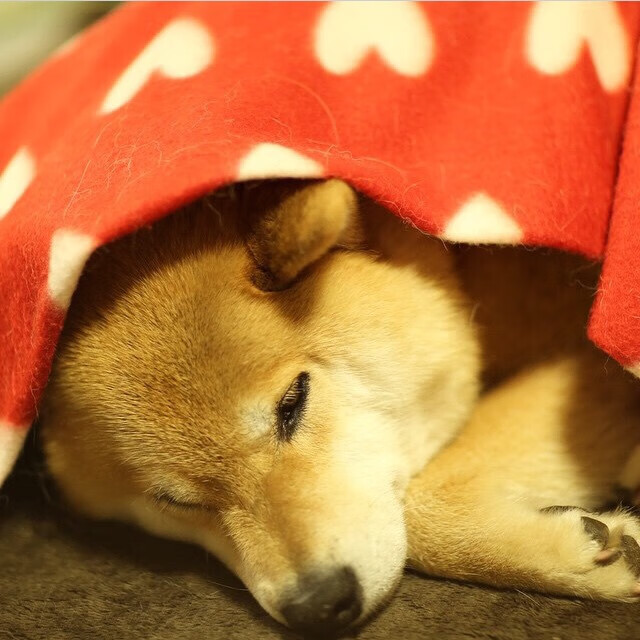 _魔术队耐心磨合,迎战强敌迎来突破_,魔术队介绍