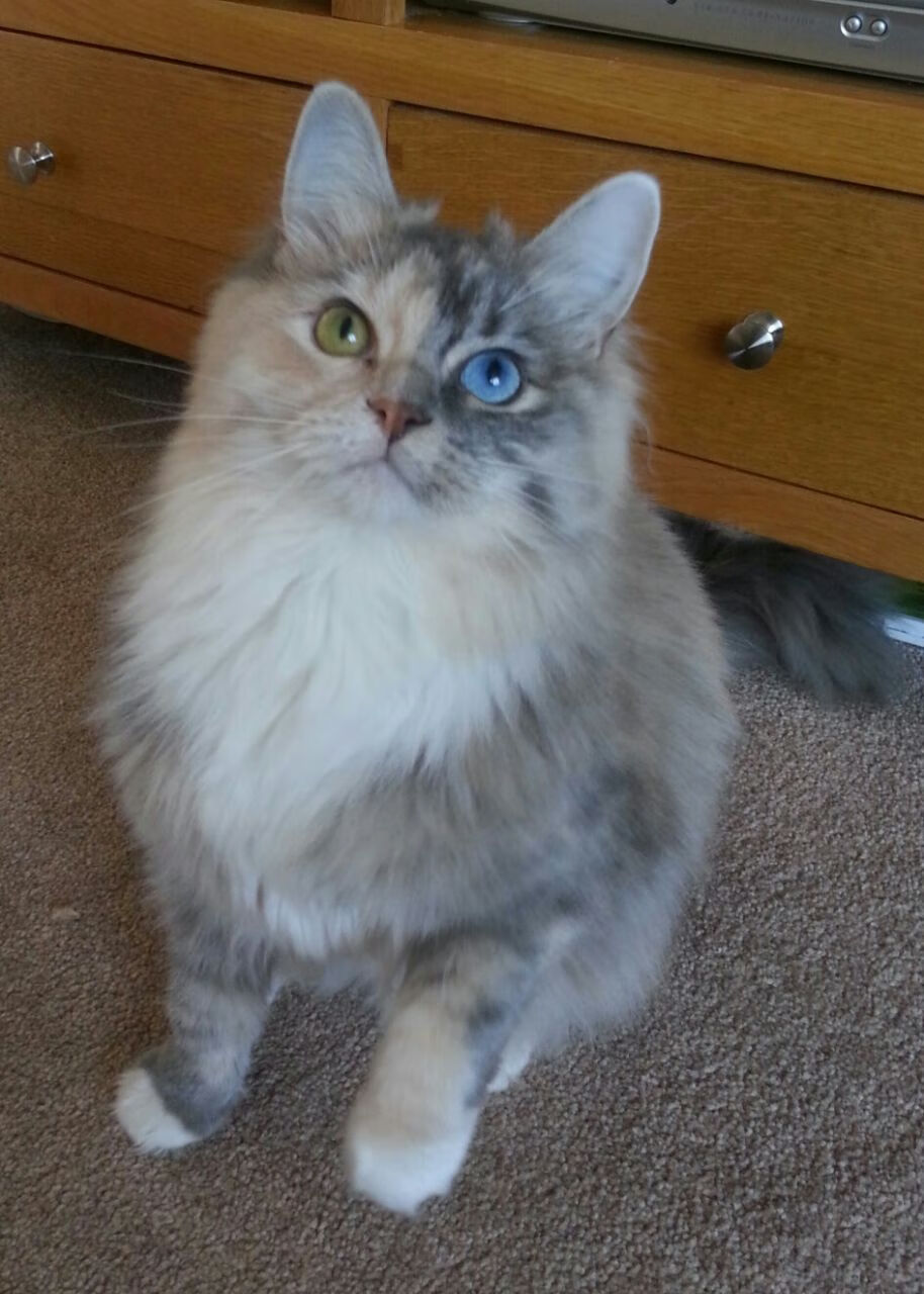 “中超豪门全面升级,力争新赛季夺冠”,中超豪门冲击亚冠