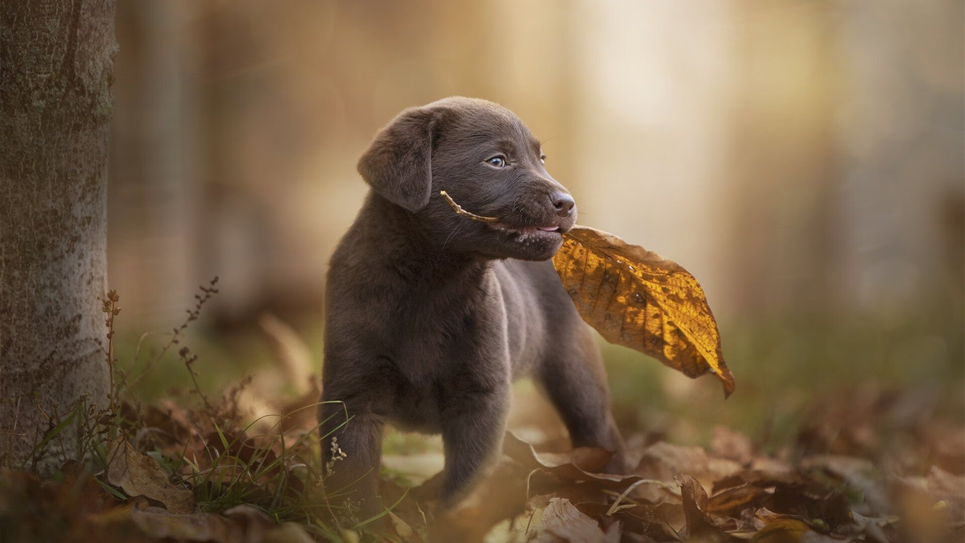 _青年冲浪竞速赛:浪尖上的青春角逐_,青少年冲浪培训班