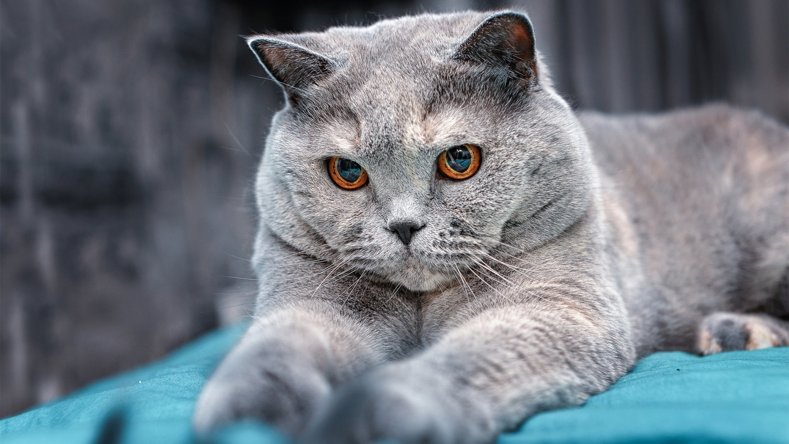 “NBA最奇葩的玩笑时刻,球员爆笑全场”,nba最搞笑