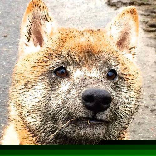 爱游戏体育APP下载-“德甲“新贵”展现强势，追逐欧战资格”，德甲新人