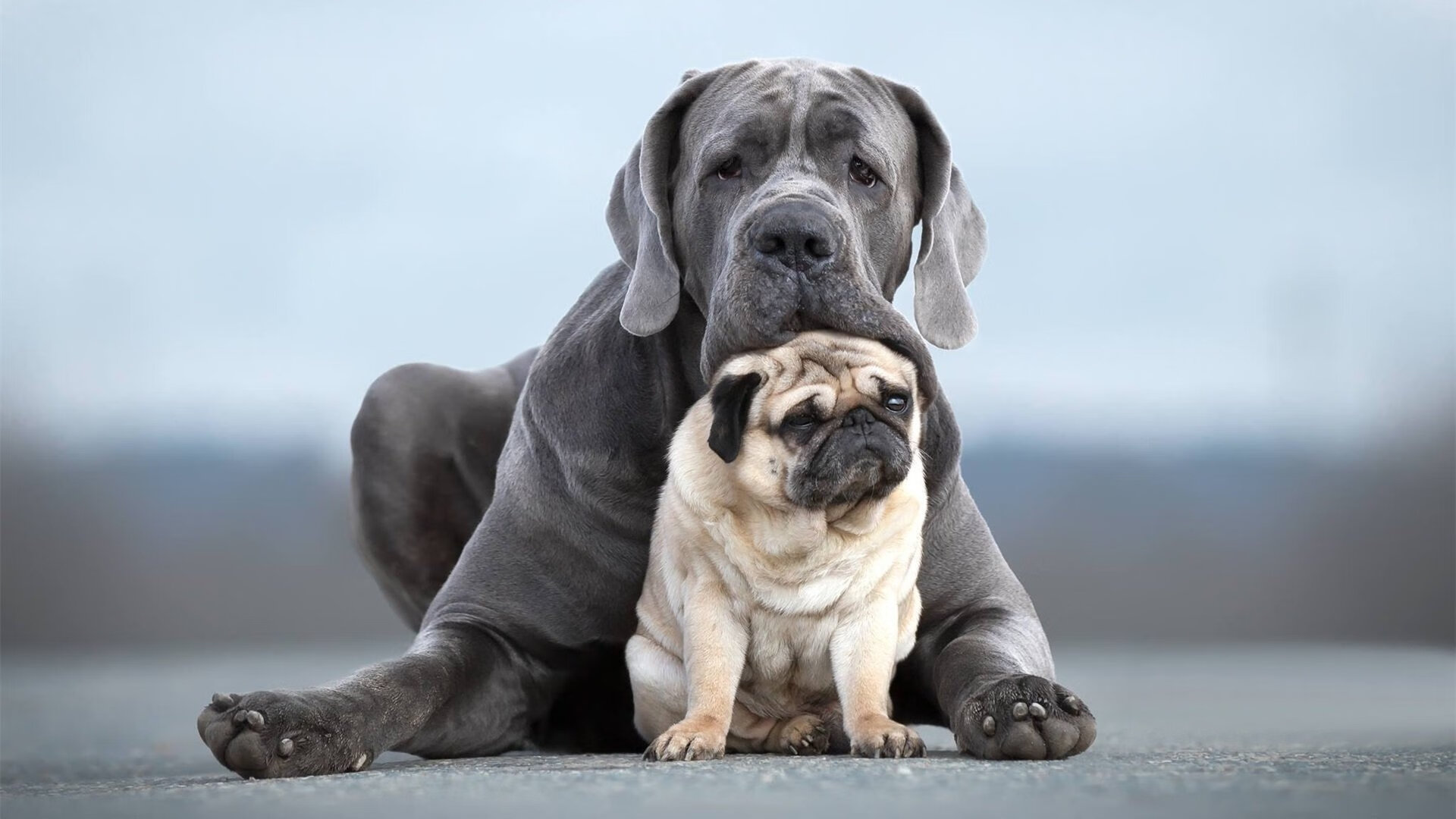 “德甲最后冲刺,领先队伍展现强大火力”,德甲还剩几轮结束