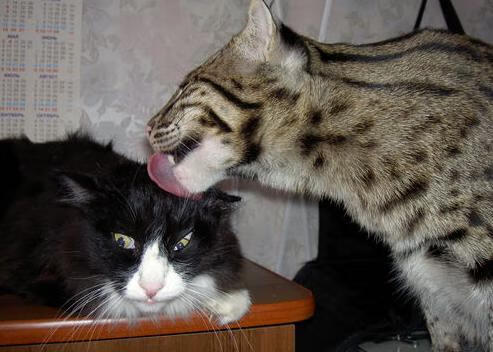 “意甲传统豪门稳扎稳打，迎战关键战役”，意甲七大豪门俱乐部