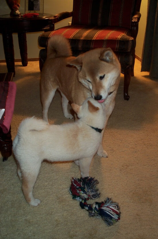 【Judge怒刷纪录】亚伦·贾奇达成单赛季最多全垒打