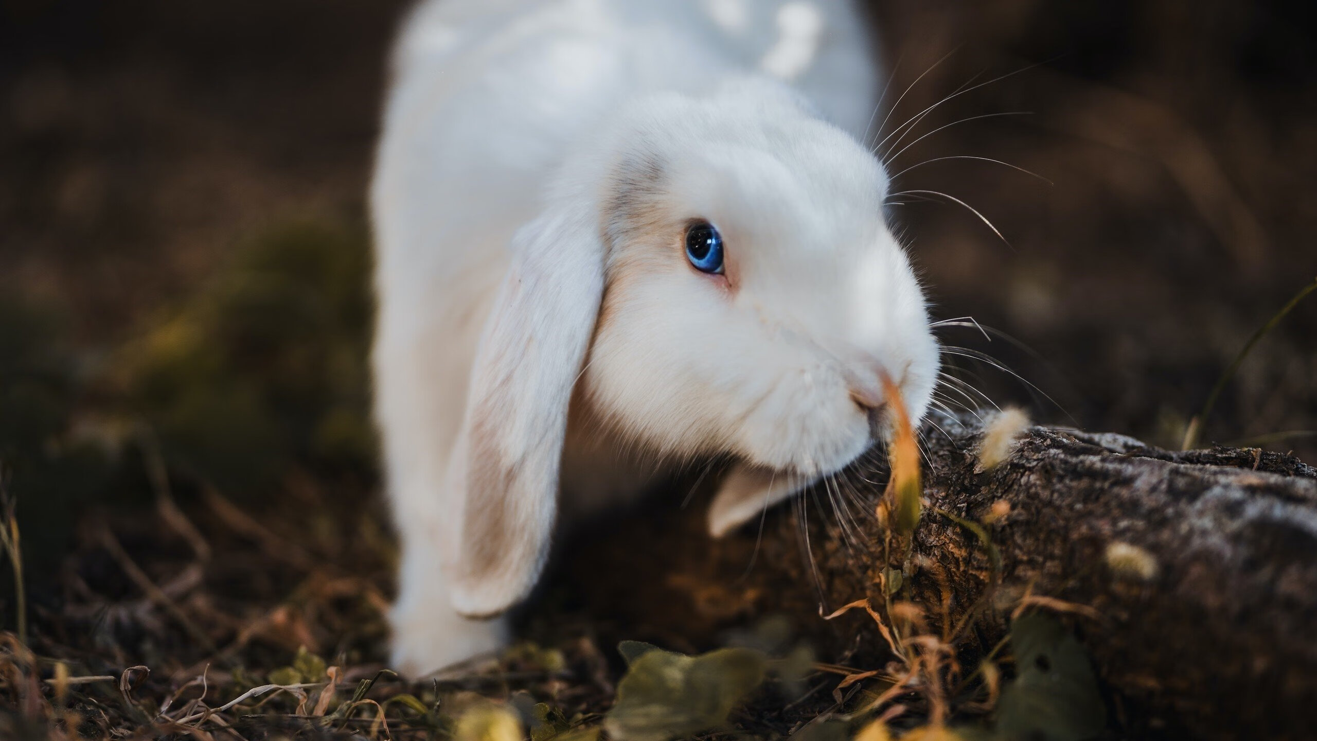 爱游戏娱乐平台-中国青少年足球联赛全面开启，培养未来之星，中国青少年足球俱乐部