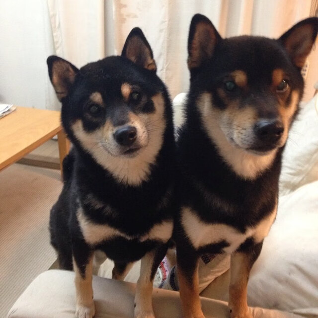 射手榜更新：中超顶尖前锋表现抢眼，中超联赛最佳射手