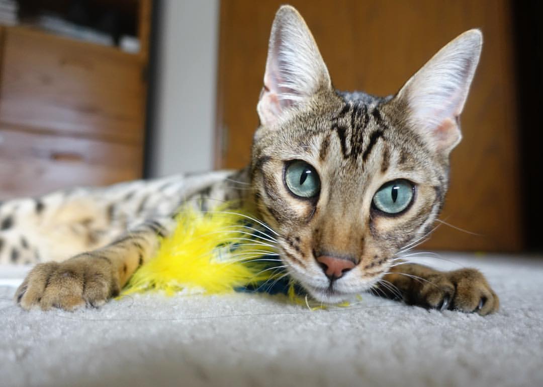 爱游戏娱乐-德甲推崇战术创新，精彩比赛不断，亮点纷呈，德甲榜首大战