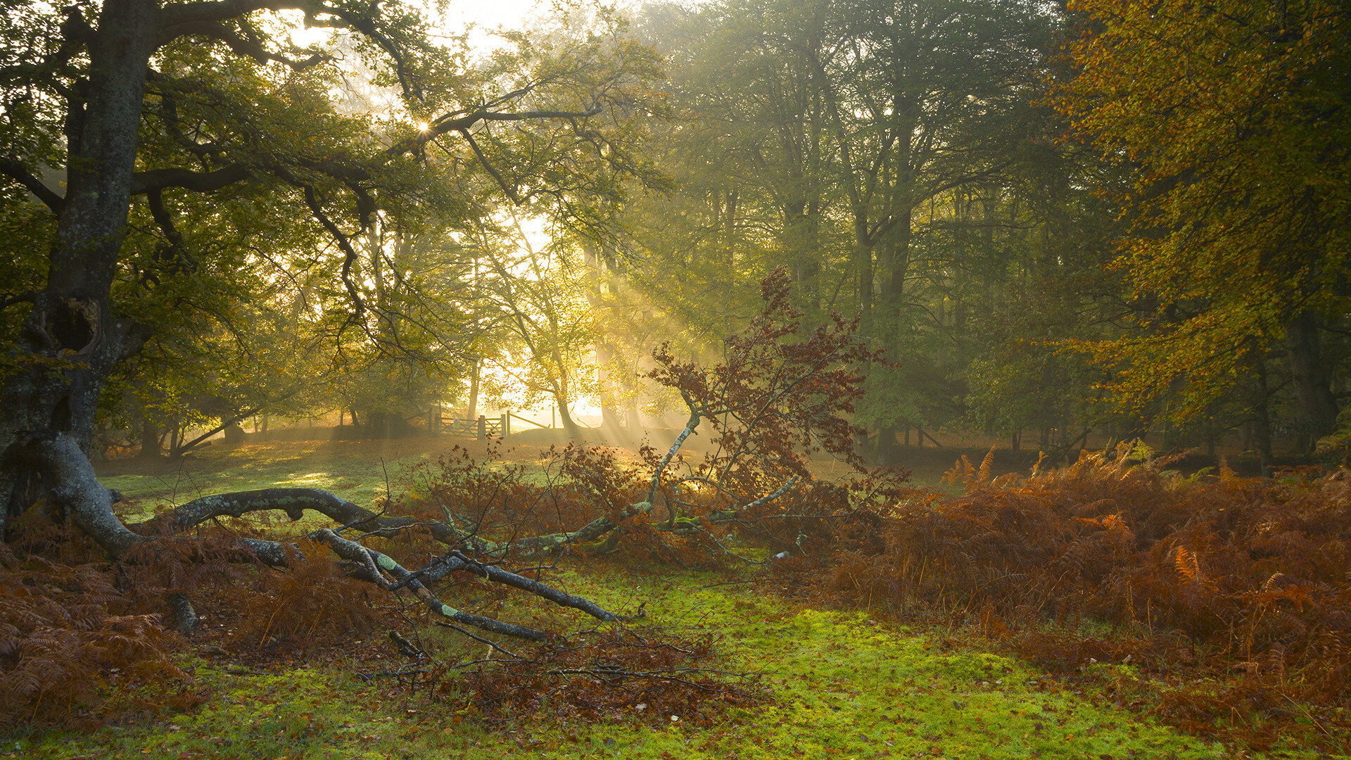 最佳瞬间：王强末节关键三分助球队反超，现场沸腾！