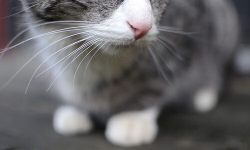 爱游戏app-横向创新：赛场上的虚拟与增强现实结合，什么是横向解决方案