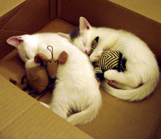 爱游戏体育官方网站-潘展乐在巴黎奥运会上打破自己保持的男子100米自由泳世界纪录并夺金