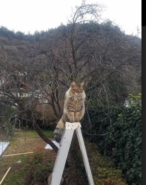 爱游戏电竞官网-FaZe有望带动LCS娱乐化转型，faze col