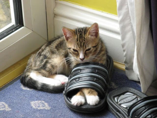 《湖人管理层评估阵容,考虑引援补强》,湖人阵容再添一员