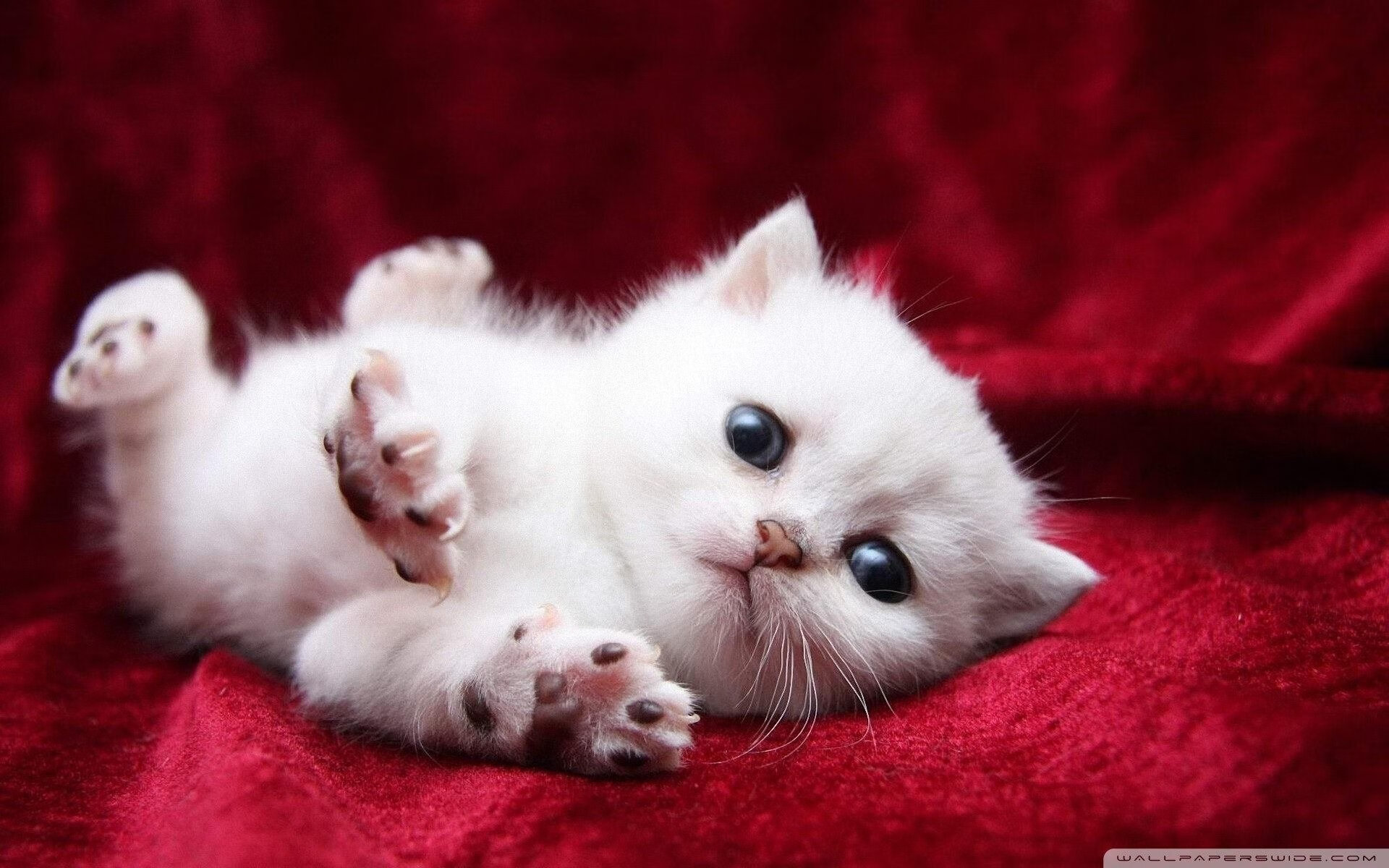 女足世界杯战术革新引关注,女足世界杯比赛