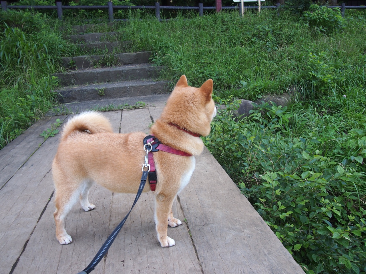 爱游戏体育app-尤文图斯取胜晋级，实力依旧强大，尤文图斯晋级了吗