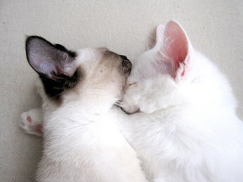 爱游戏平台-新赛季揭幕！球队士气高涨迎接挑战，新赛季球队实力排名