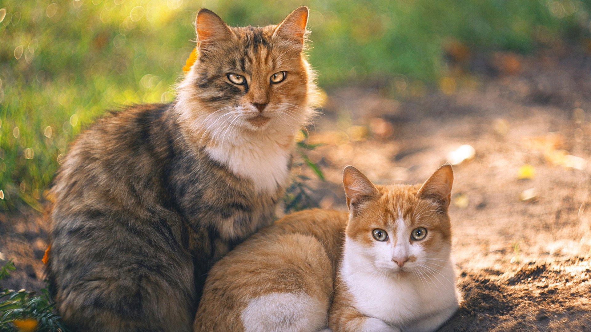智利队潜力逐渐释放,引人注目,智利阵容名单
