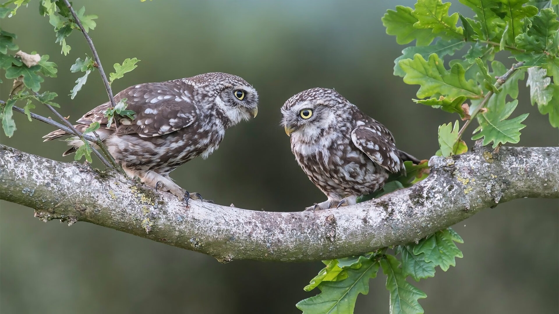 申花大将受伤退场,球队震惊备战,申花最新主帅