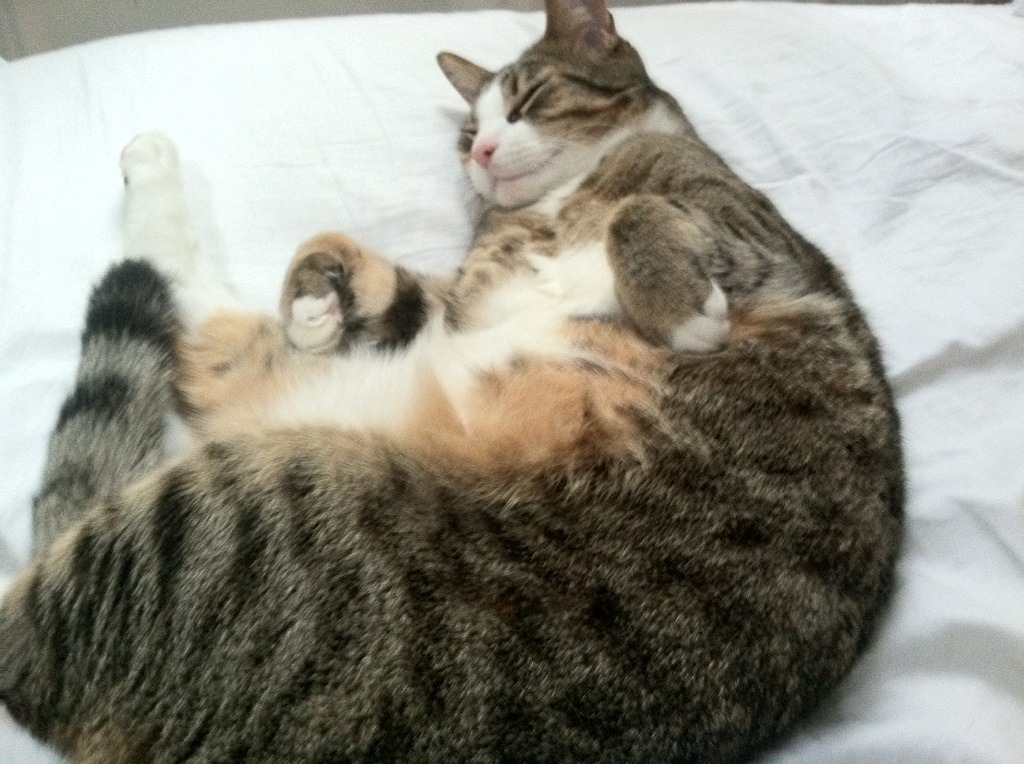 爱游戏登录入口-闪耀亚洲赛场 中国女足以全新姿态征服世界，中国女足亚洲杯日程