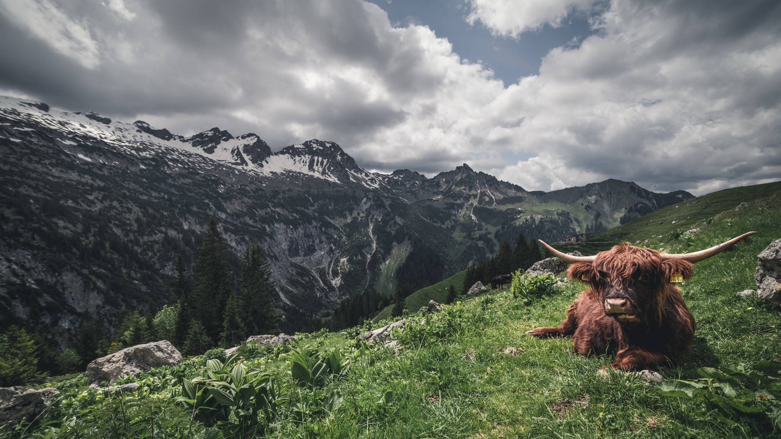 爱游戏娱乐网址-里昂连续第三场比赛获胜，向法国足球冠军靠近，里昂法甲几连冠