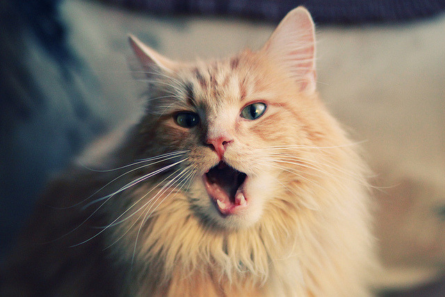 爱游戏中国官方登录入口网站-震撼马术骑手赛场落马瞬间，马术骑手一个月多少钱