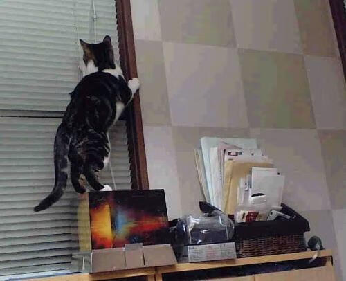 中国篮球教练员战术布置与执行力研究，篮球教练员的执教风格