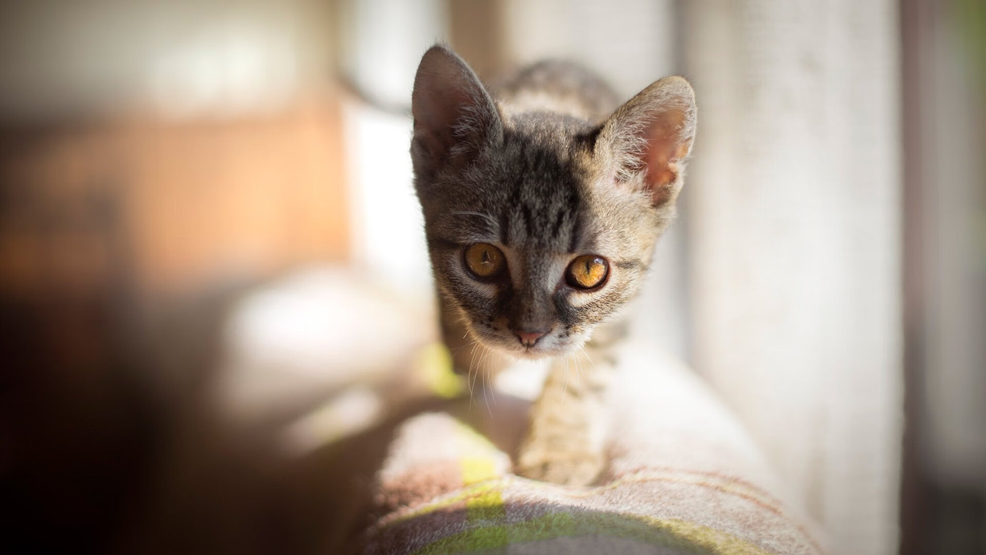 德甲球队利用脑电反馈优化专注力和反应速度,脑电专注力训练