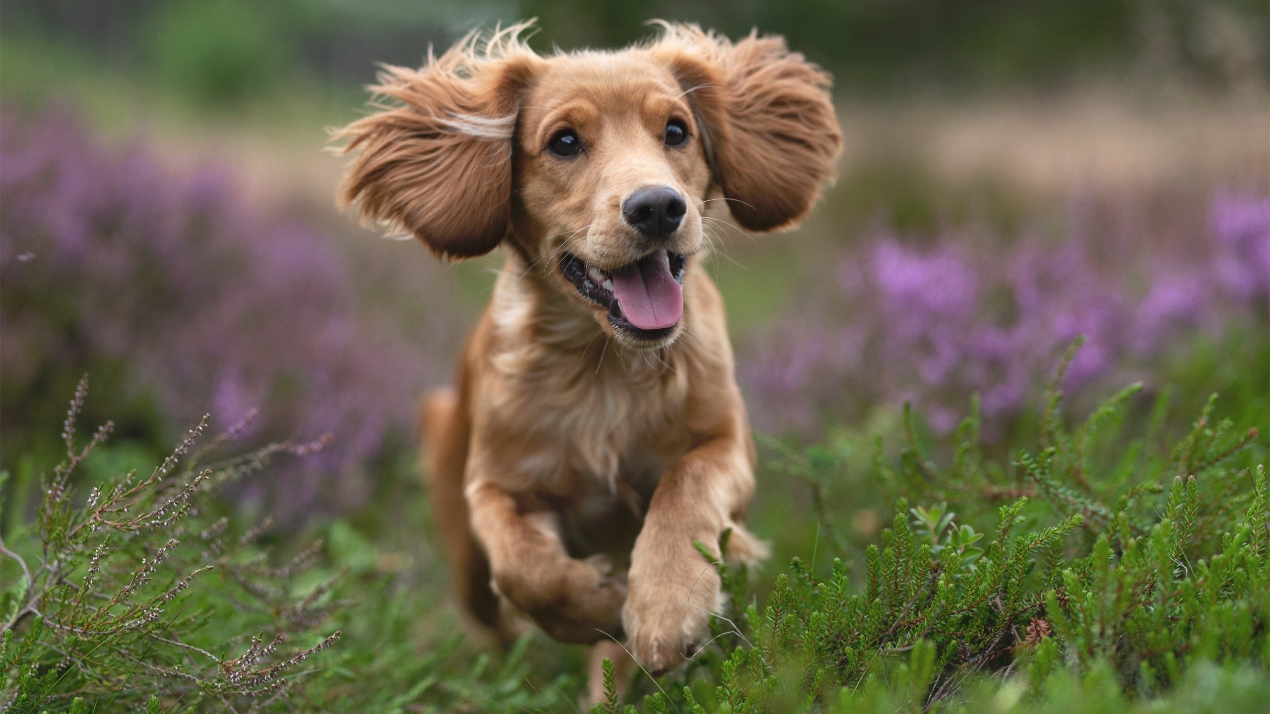 AYX GAMING-法甲密集赛程中球员高频冲刺与伤病发生率的统计分析，法甲爆发大规模冲突