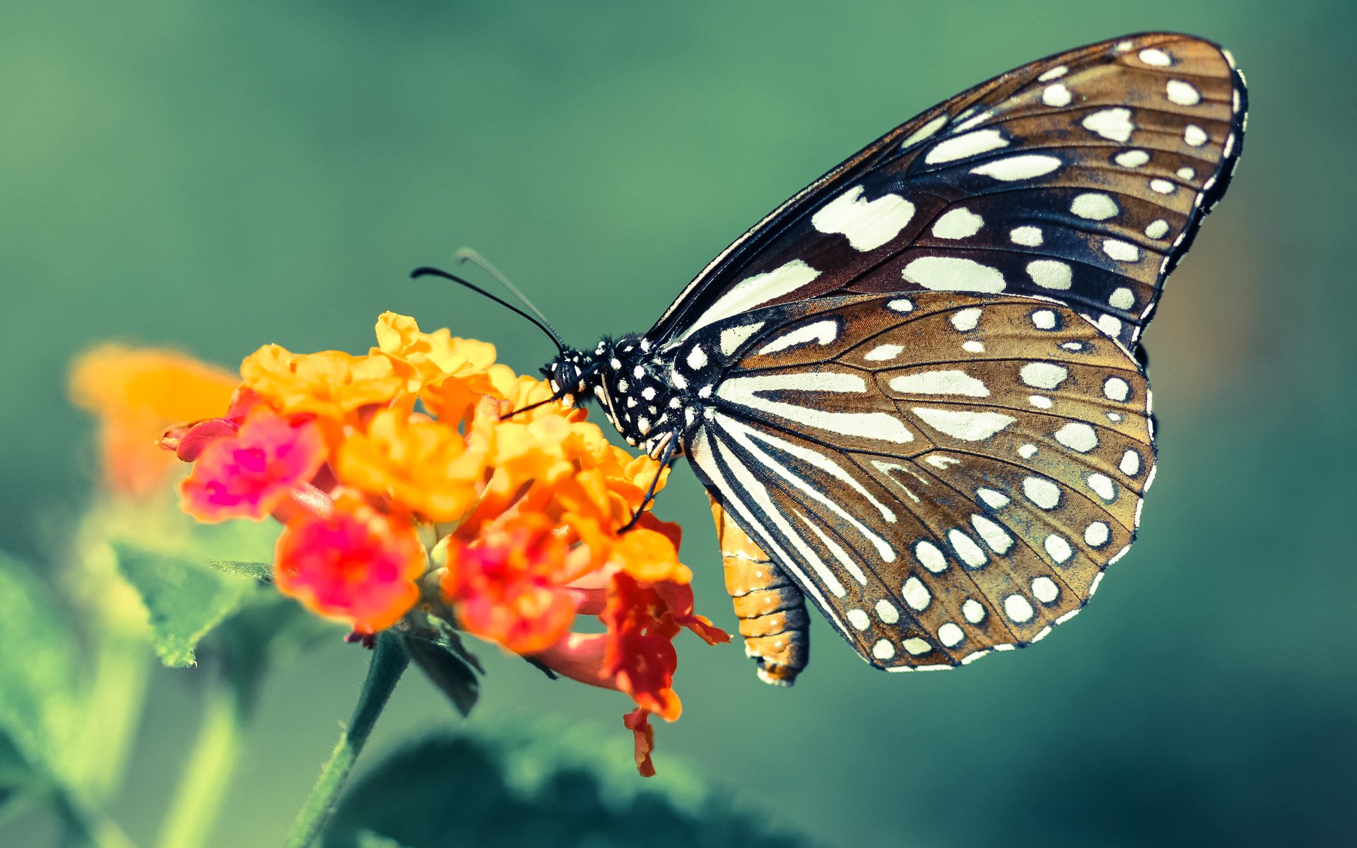 青训中锋技术细化是否已被忽视,中锋特训什么