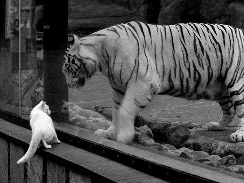 马竞战术执行力强,博塔弗戈需谨慎应对,马竞客场0-0战平十人赫塔菲