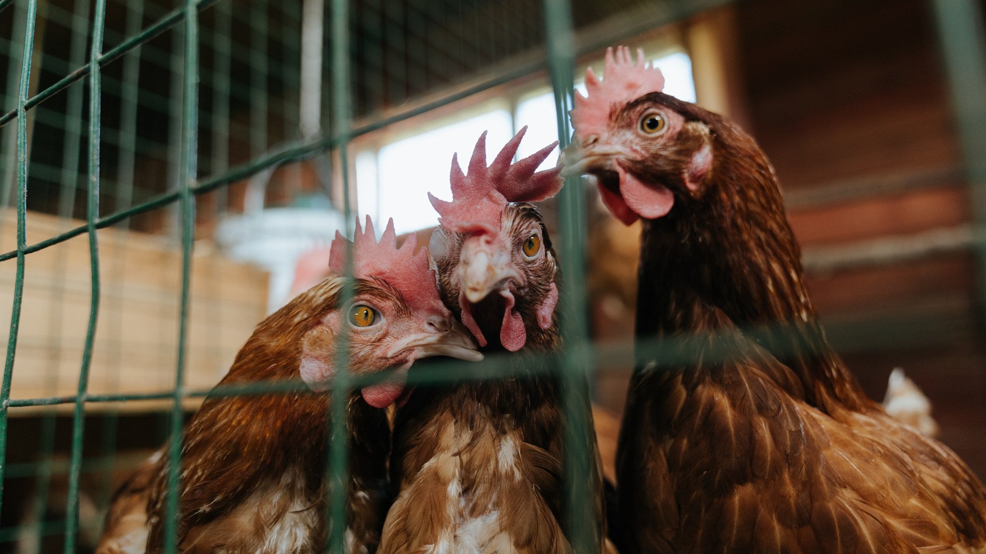 森林狼主场布景焕然一新增强品牌识别度,森林狼logo