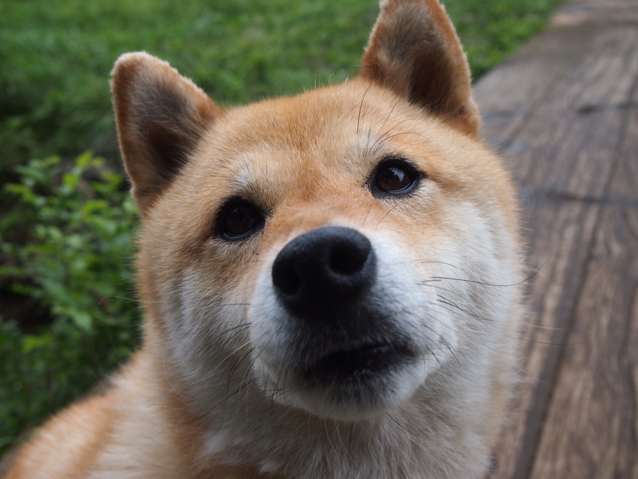 爱游戏登录入口-艾比·德尔福：在防守端的强悍表现，打破对方进攻节奏，艾德和比尔的故事